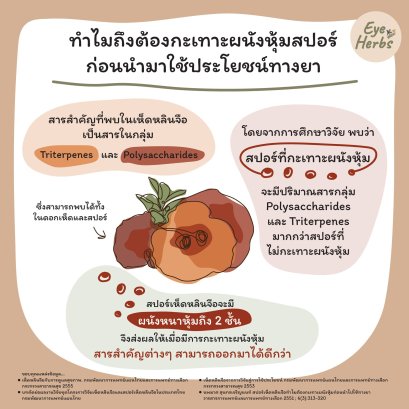 Why is it necessary to crack the spore wall before using it for medicinal purposes?