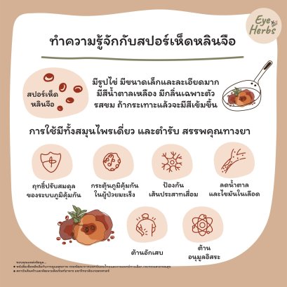 Get to know the lingzhi spores.