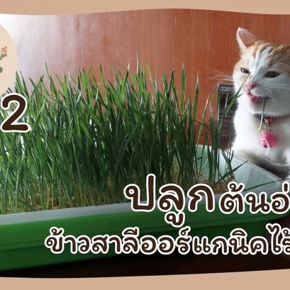 EyeHerbs EP.2 Planting organic wheat sprouts without soil