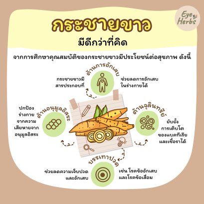 Kaempferia is better than you think