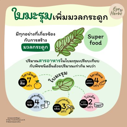 Moringa increases bone mass