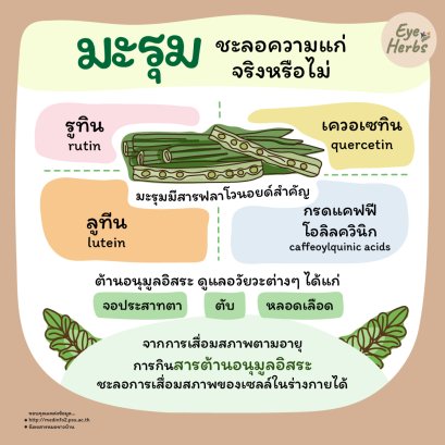 Moringa really delays aging or not?