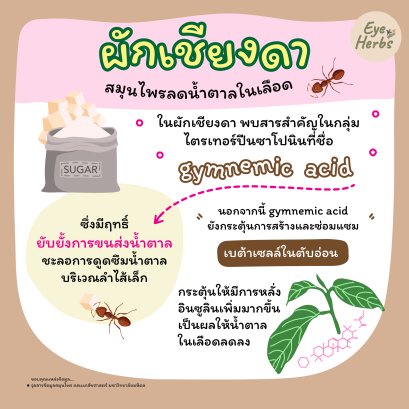 Chiengda, an herb that lowers blood sugar