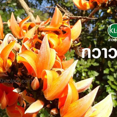 White Kwao Krua, Red Kwao Krua