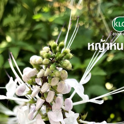 Cat's Whiskers (Homeopathic: Issue 35: March 16, 2000)