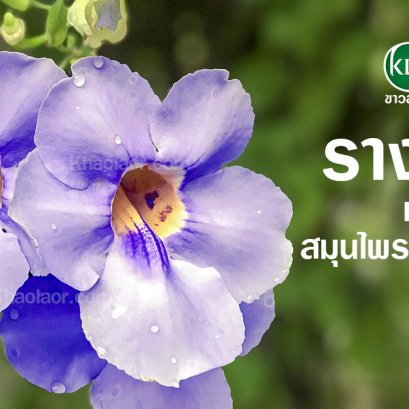 Fresh Rang more than a detoxifying herb