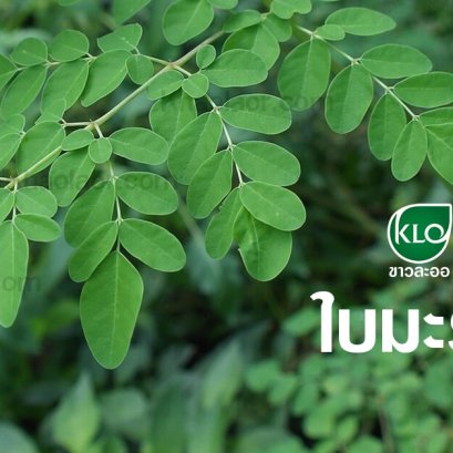 Moringa leaves