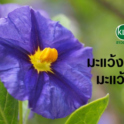 Ma Waeng Ton and Ma Waeng Krua (Chewajit : Issue 35 : 16 March 2000)