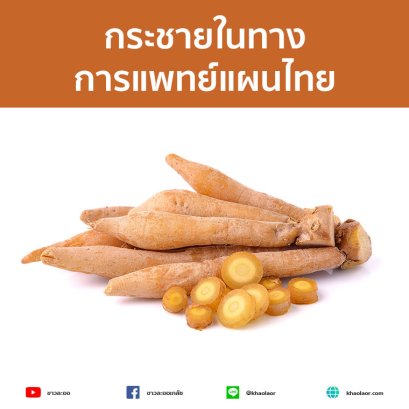 Kaempferia in Thai traditional medicine