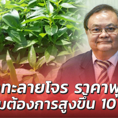 Paniculata paniculata, prices skyrocket, demand is 10 times higher.