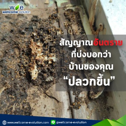 Signs Indicating “Termite Infestation