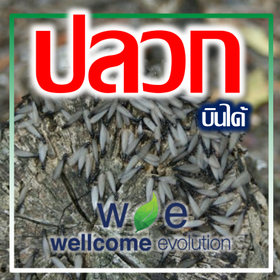 แมลงเม่า ปลวกบินได้