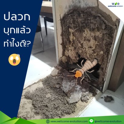 Termites in the house. What to do? 3 ways to deal with termite infestation;