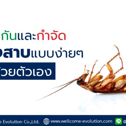 วิธีป้องกันและกำจัดแมลงสาบง่าย ๆ ด้วยตัวเอง