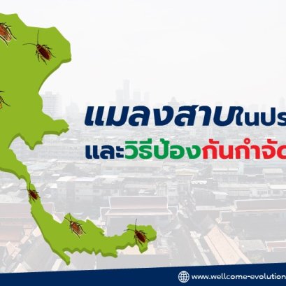 แมลงสาบในประเทศไทยและวิธีป้องกันกำจัดเบื้องต้น