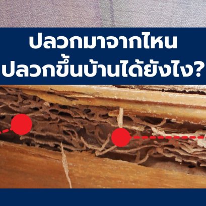 ปลวกขึ้นบ้านได้ยังไง?