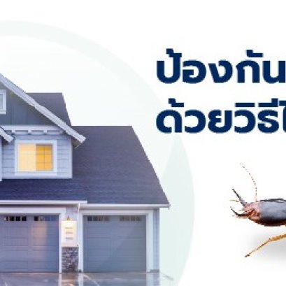 ป้องกันปลวกด้วยวิธีไหนดี?