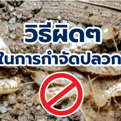 วิธีผิด ๆ ในการกำจัดปลวก