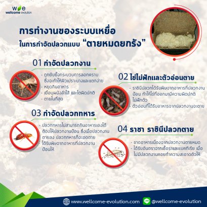 ระบบเหยื่อทำงานยังไง ในการกำจัดปลวกแบบ "ตายหมดยกรัง"