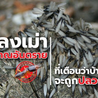 Moth or Mayfly – sign of dangerous termites infestation