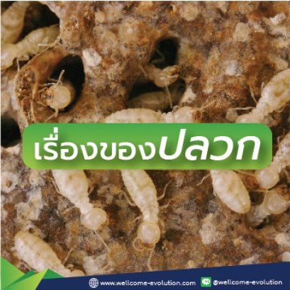 เรื่องของปลวก(2) ปลวกสืบพันธ์ สื่อสารกันยังไง ชนิดปลวกในประเทศไทยมีอะไรบ้าง?