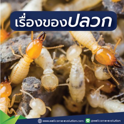 เรื่องของปลวก (1) มารู้จักปลวกให้มากขึ้นกันเถอะ