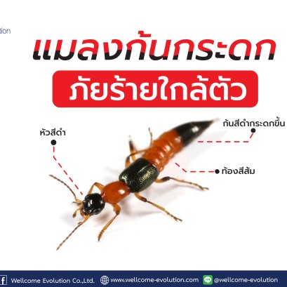 แมลงก้นกระดก