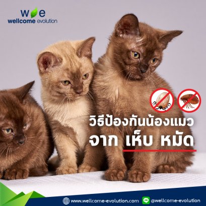 How To Prevent Fleas & Ticks