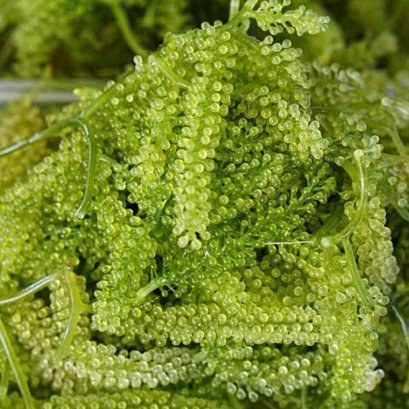  Local food at Ban Don Nai, Ban Laem District