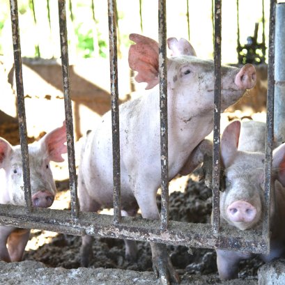 การเลี้ยงสุกร [ศูนย์เรียนรู้วัฒนธรรมเกษตรล้านนา]