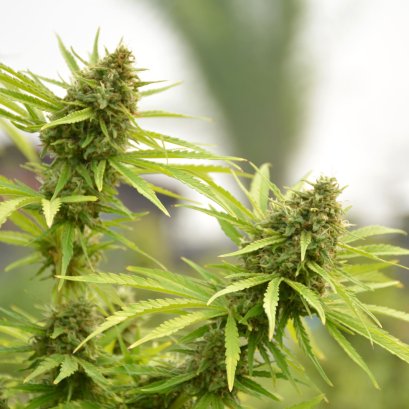 กัญชง (Hemp)