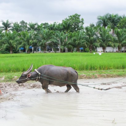 ศูนย์เรียนรู้วัฒนธรรมเกษตรล้านนา [ทำนา]