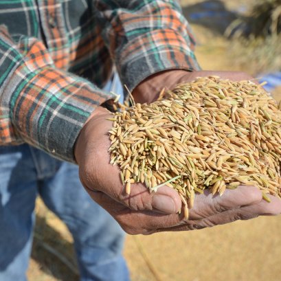 การผลิตข้าวอินทรีย์