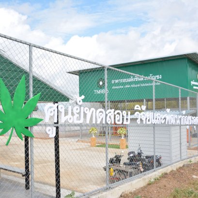 ศูนย์ทดสอบ วิจัยและพัฒนากัญชง มหาวิทยาลัยแม่โจ้