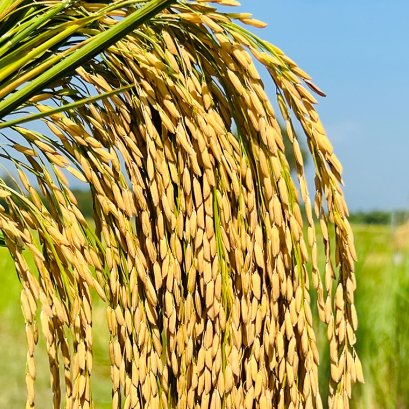 เกษตรทฤษฎีใหม่ตามแนวพระราชดำริ [Zone 3]