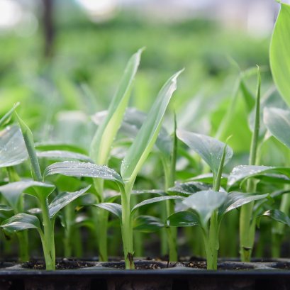 ต้นกล้าพืชพันธุ์ดี