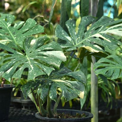 ไม้ประดับมูลค่าสูง