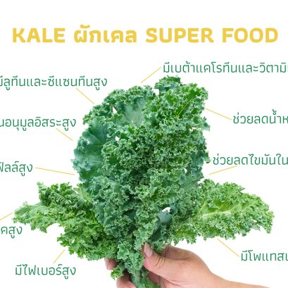 ผักเคล (KALE)