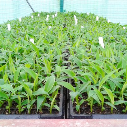 การย้ายปลูกต้นกล้าพืชจากการเพาะเลี้ยงเนื้อเยื่อสู่โรงเรือน