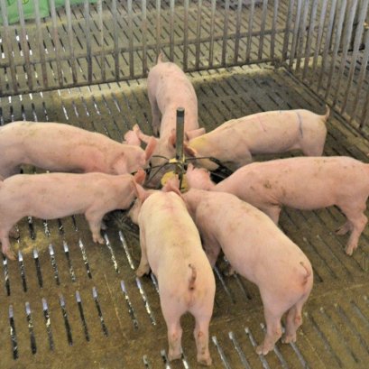 เทคนิคการให้อาหารสุกรขุน