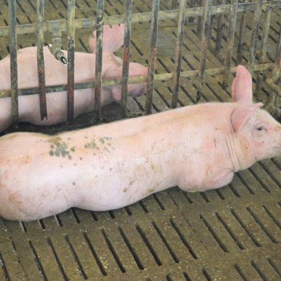 เทคนิคการจัดการหรือการดูแลสุกรขุน