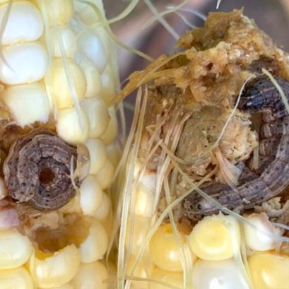 การป้องกันและกำจัดหนอนกระทู้ลายจุดของข้าวโพด