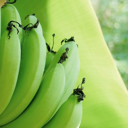 กล้วยหอมทอง