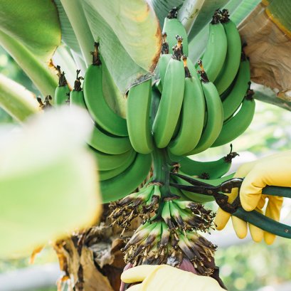 วิธีการขยายพันธุ์กล้วย