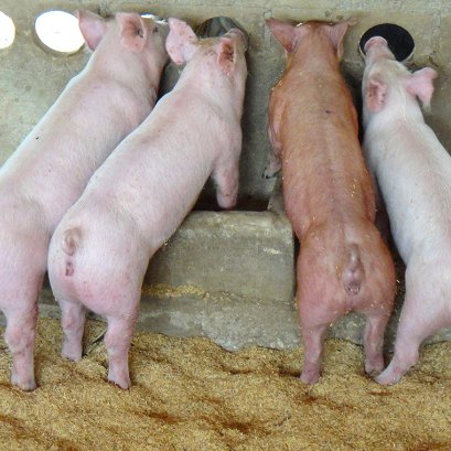 เลี้ยงสุกรแบบประยุกต์