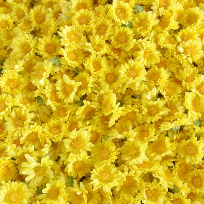 การผลิตเก๊กฮวยอินทรีย์