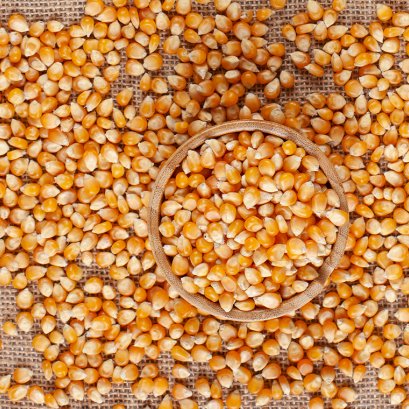 พัฒนาเมล็ดพันธุ์พืชครบวงจร