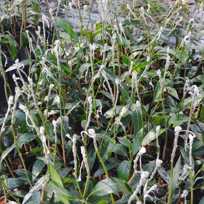 ผลิตต้นพันธุ์ไม้ผลพันธุ์ดี