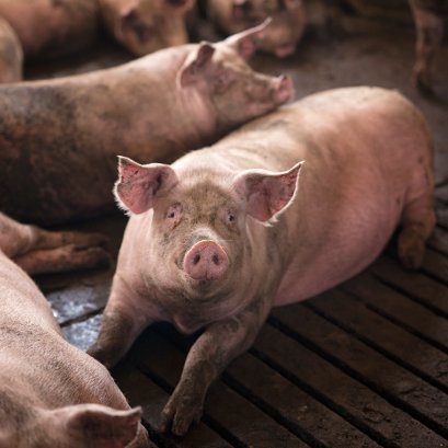 เลี้ยงสุกรในระบบการป้องกันโรค