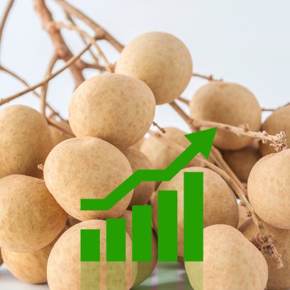 การผลิตลำไยนอกฤดู